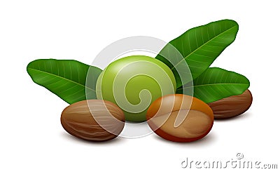 Shea fruit, nuts and leaves isolated on white background Vector Illustration